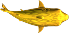 Cá Heo Vàng